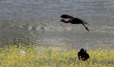 Bronsibis Glossy Ibis Plegadis falcinellus