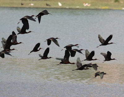Bronsibis Glossy Ibis Plegadis falcinellus