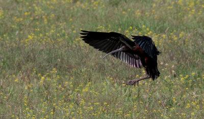 Bronsibis Glossy Ibis Plegadis falcinellus