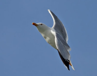 Medelhavstrut Yellow-legged Gull  Larus michahellis