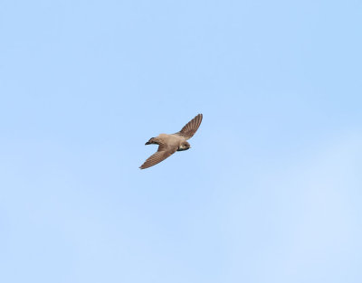 Klippsvala <br>Eurasian Crag Martin<br>Ptyonoprogne rupestris