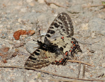 Eastern Festoon  Zerynthia cerisyi