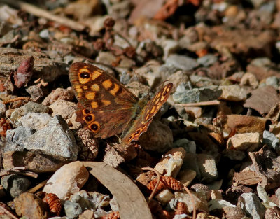 Kvickgrsfjril  Speckled wood  Pararge aegeria aegeria