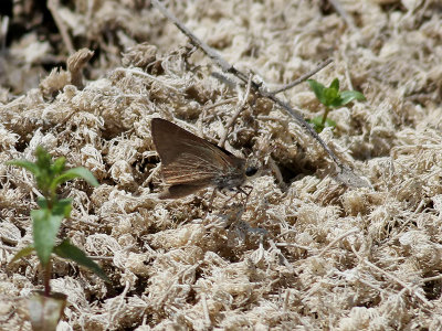 Mediterranean Skipper Gegenes nostrodamus