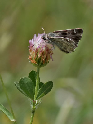 Oriental Marbled Skipper Carcharodus orientalis