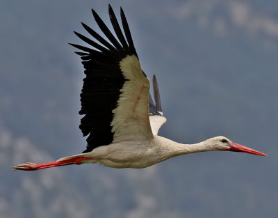 Vit stork  White stork  Ciconia ciconia