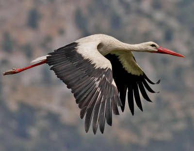 Vit stork  White stork  Ciconia ciconia