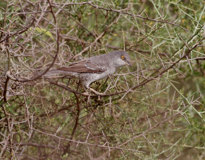 Höksångare Barred Warbler Sylvia nisoria