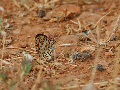 Lesser Spotted Fritillary  Melitaea trivia