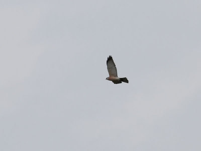 Balkanhk  Levant Sparrowhawk  Accipiter brevipes