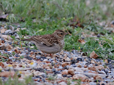 Trdlrka  Wood lark  Lullula arborea