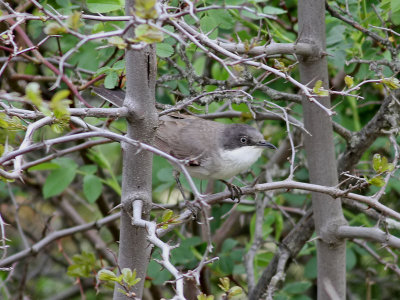 Mästersångare Eastern Orphean Warbler Sylvia hortensis