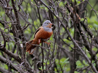 Rostsparv  Cretzschmar's Bunting  Emberiza caesia