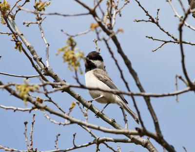 Balkanmes <br> Sombre Tit <br> Parus lugubris