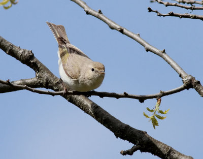 Balkansngare  Eastern Bonelli's Warbler  Phylloscopus orientalis