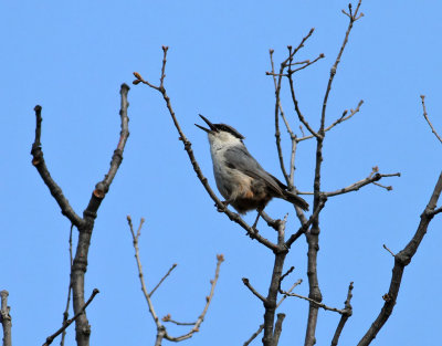 Klippnötväcka Rock Nuthatch Sitta neumayer