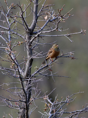 Ortolansparv  Ortolan Bunting  Emberiza hortulana