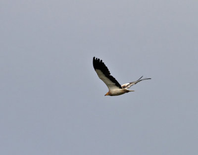 Smutsgam Egyptian Vulture Neophron percnopterus