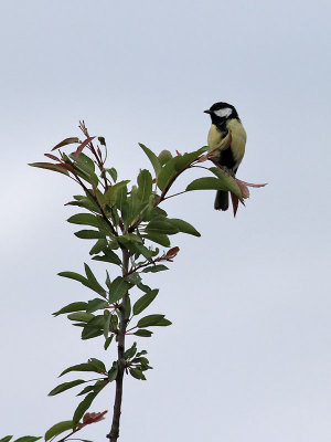 Talgoxe  Great Tit  Parus major