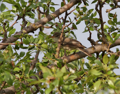 Olivsngare  Olive-tree Warbler  Iduna olivetorum