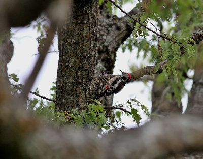 Mellanspett  Middle Spotted Woodpecker  Dendrocopos medius