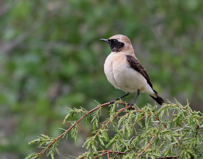 Medelhavsstenskvtta  Black-eared Wheatear  Oenanthe hispanica melanoleuca