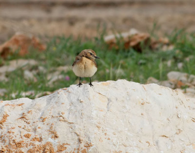 stlig Medelhavsstenskvtta Eastern Black-eared Wheatear  Oenanthe melanoleuca