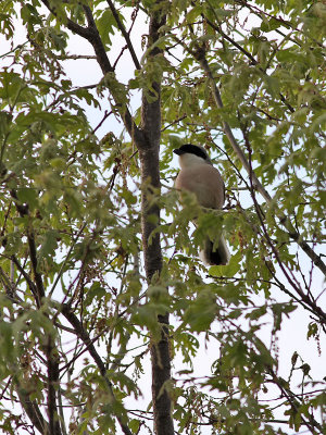 Svartpannad trnskata  Lesser Grey Shrike  Lanius minor