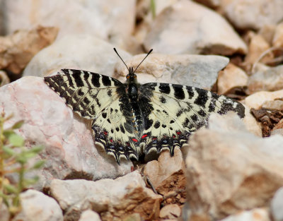Eastern Festoon Zerynthia cerisyi