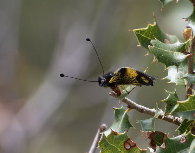 Libelloides longicornis