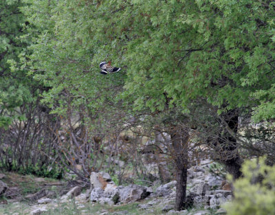 Härfågel Upupa epopsEurasian Hoopoe