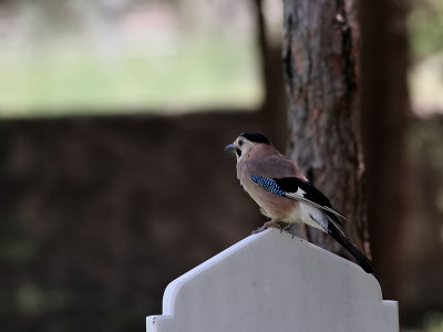 Nötskrika JayGarrulus glandarius atricapillus