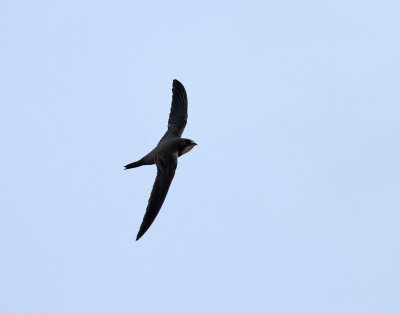 Alpseglare <br> Alpine swift <br> Apus melba 