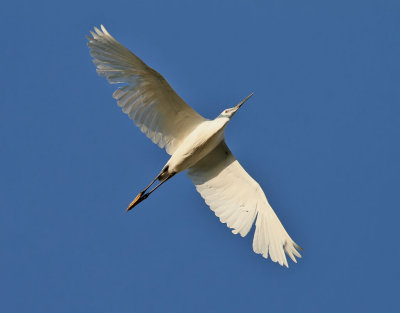 Silkeshäger Little Egret Egretta garzetta