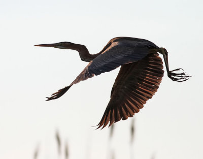 Purpurhger  Purple Heron  Ardea purpurea