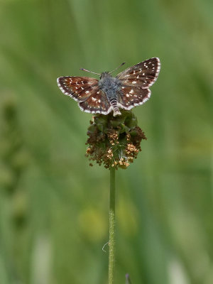 Skipper sp