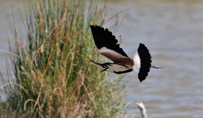 Sporrvipa  Spur-winged Plover  Vanellus spinosus