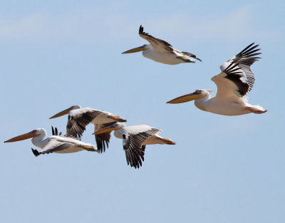 Vit pelikan  White Pelican  Pelecanus onocrotalus