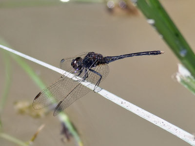 Dragonfly sp