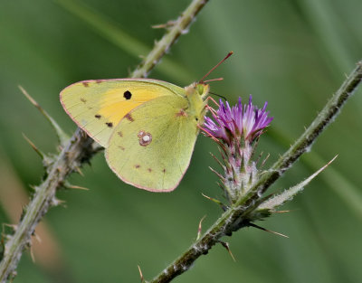 Rödgul höfjäril Clouded Yellow Colias crocea