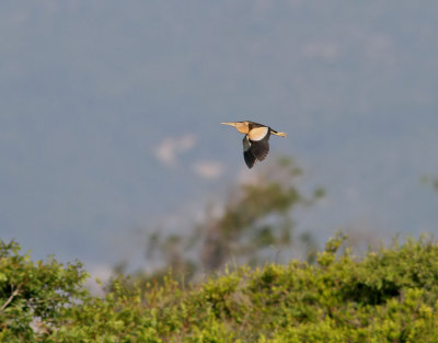 Dvärgrördrom Little Bittern Ixobrychus minutus