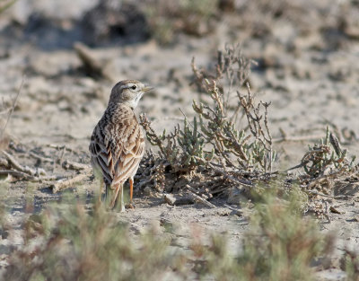 Korttlrka  Greater Short-toed Lark  Calandrella brachydactyla