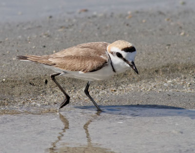 Svartbent strandpipare Kentish Plover Charadrius alexandrinus