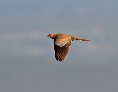 Palmduva   Laughing Dove  Streptopelia senegalensis