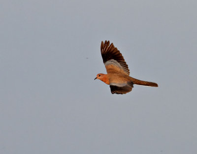 Palmduva  Laughing Dove   Streptopelia senegalensis