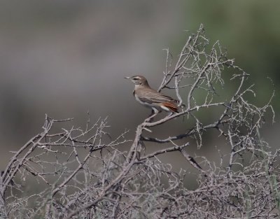 Trädnäktergal Rufous Bush Robin Cercotrichas galactotes