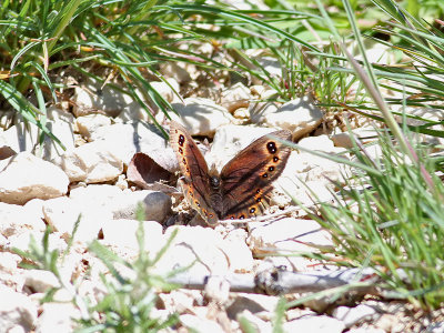 Steppe Ringlet  Proterebia afra