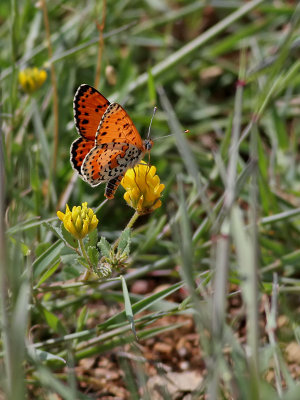 Algerian Fritillary Meliteae punica