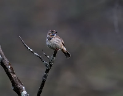 Blåhake Bluethroat Luscinia svecica