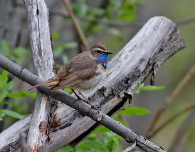 Blåhake Bluethroat Luscinia svecica